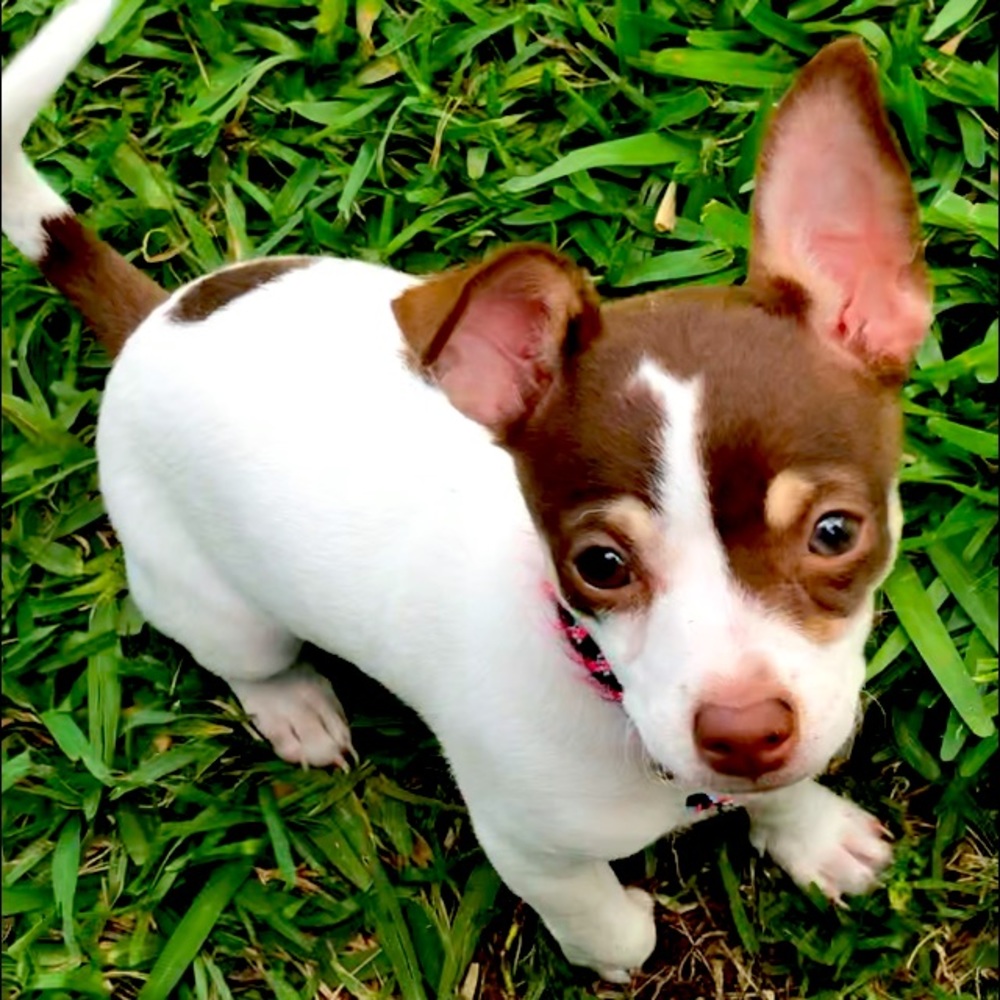 Meet your Posher, Heidi